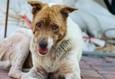 Close-up portrait of dog relaxing outdoors