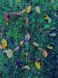 High angle view of leaves on grassy field