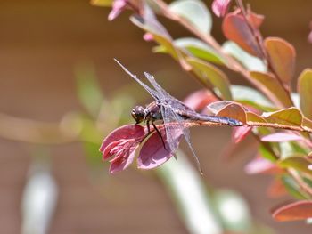 Close-up of dragonfly on plant growing outdoors