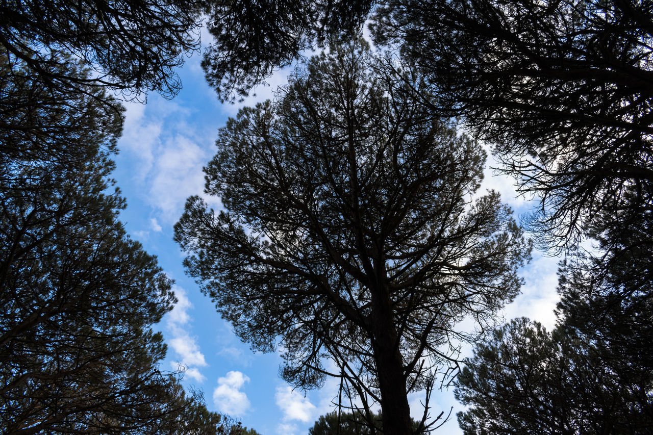 LOW ANGLE VIEW OF TREE AGAINST SKY