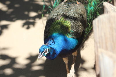 Close-up of a peacock