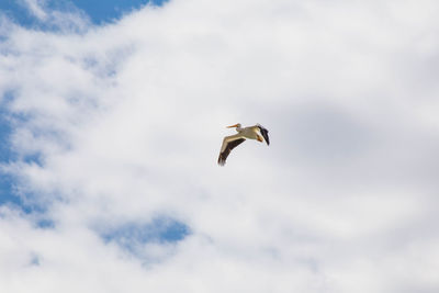 Low angle view of seagull flying against sky