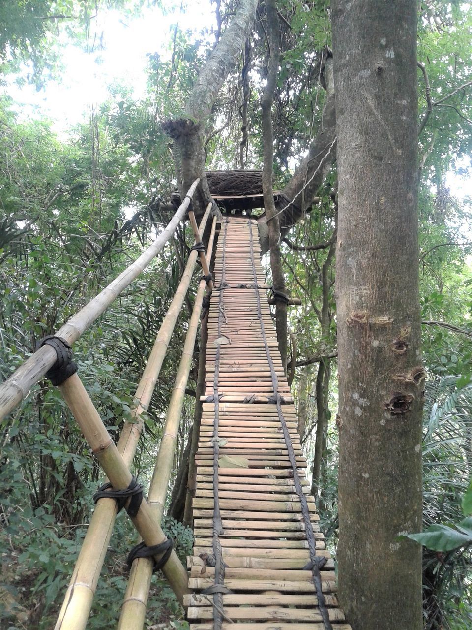 LOW ANGLE VIEW OF FOOTBRIDGE OVER FOREST