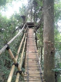 Low angle view of footbridge amidst trees in forest