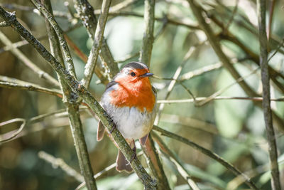 Close-up of bird perching on branch