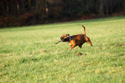 Dog running on grass