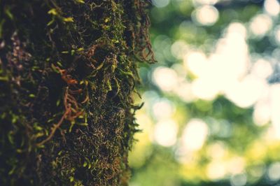 Close-up of tree trunk in forest