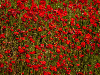 Close-up of red poppy flowers on field