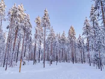 Snow covered trees on field against sky