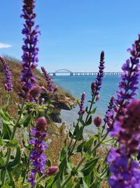 Close-up of purple flowering plants by sea against sky