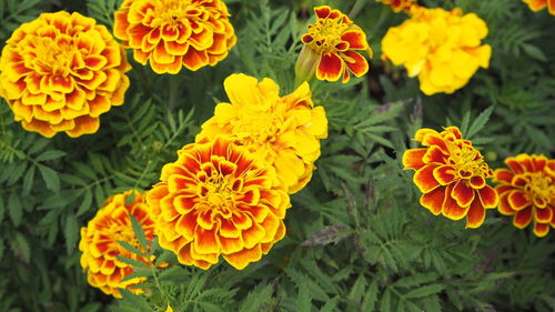 High angle view of marigold flowers