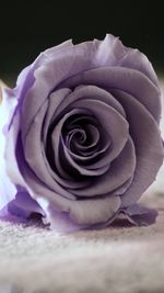 Close-up of rose flower