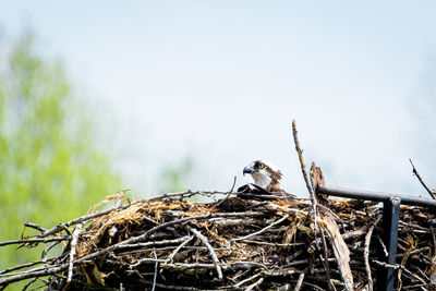 Low angle view of bird perching on nest