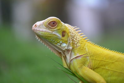 Close-up of lizard