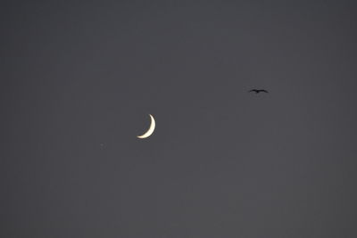 Low angle view of bird flying against sky