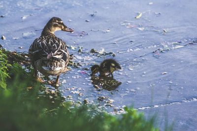 Birds in a lake