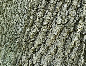 Full frame shot of tree trunk