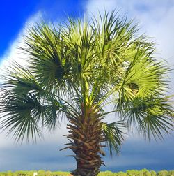 Low angle view of palm trees against blue sky