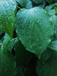 Close-up of raindrops on leaves