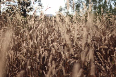 Close-up of stalks in field
