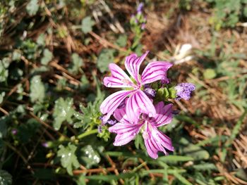 Close-up of purple flowers blooming outdoors