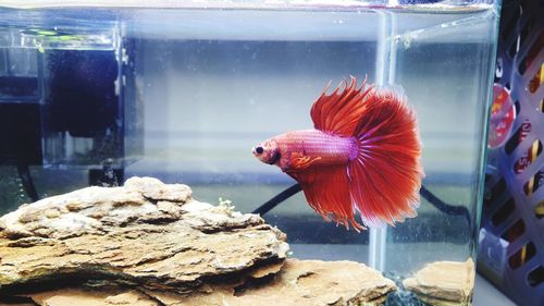 Fish swimming in aquarium