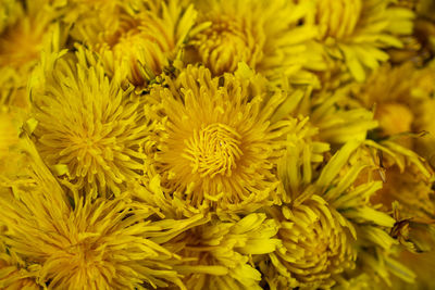 Close-up of yellow flowering plants