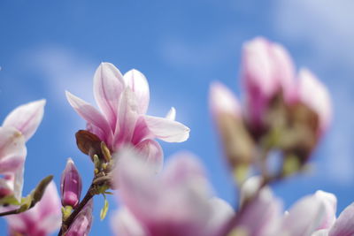 Close-up of pink cherry blossoms against sky