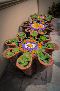 High angle view of potted plant