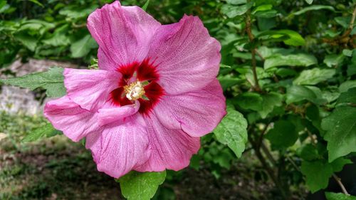 Close-up of pink hibiscus blooming outdoors