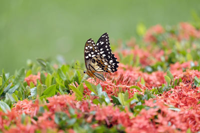 Close-up of butterfly on ixora