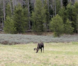 Horses in a forest