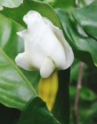 Close-up of white rose blooming outdoors
