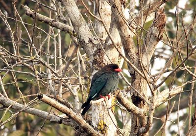 Low angle view of bird perching on branch