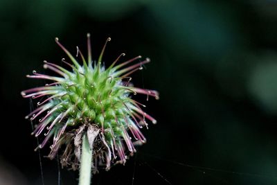 Close-up of succulent plant