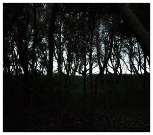 Full frame shot of trees in forest