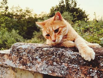 Portrait of a cat lying on a tree