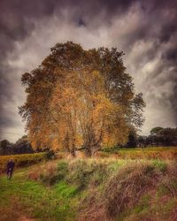 Tree on field against sky