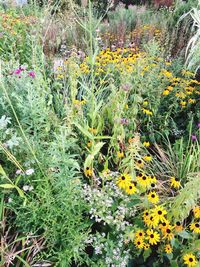 Full frame shot of yellow flowers