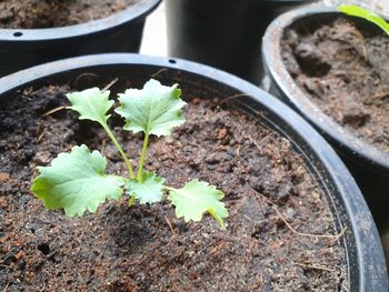 Sapling of curly kale in a pot plant