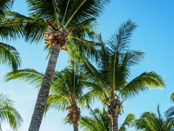 Low angle view of coconut palm tree against sky