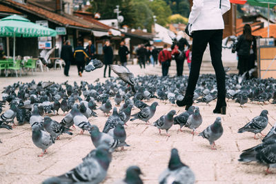 Low section of man feeding birds