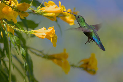 Close-up of hummingbird drinking from flower