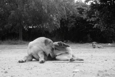 Dog relaxing on a land