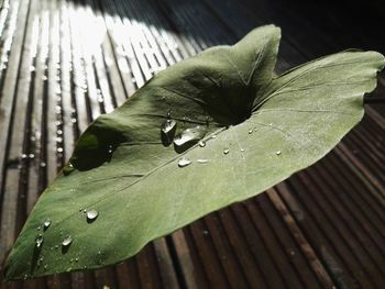 Close-up of wet perching on leaf