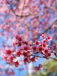 Close-up of pink flowers on tree