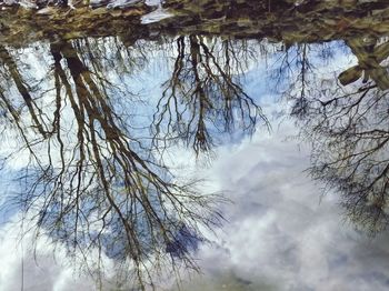 Low angle view of frozen tree against sky