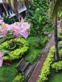 Pink flowers by plants