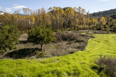 Plants growing on land against sky