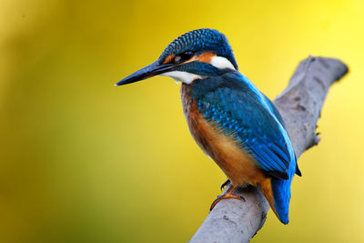 Close-up of a bird